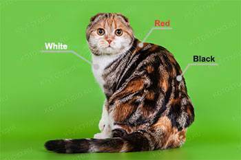 Окрасы британских кошек