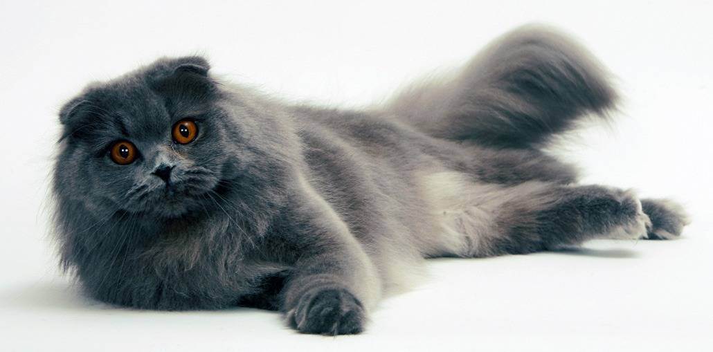 Хайленд фолд: 115 фото кошки, описание породы, особенности характера и необходимый уход