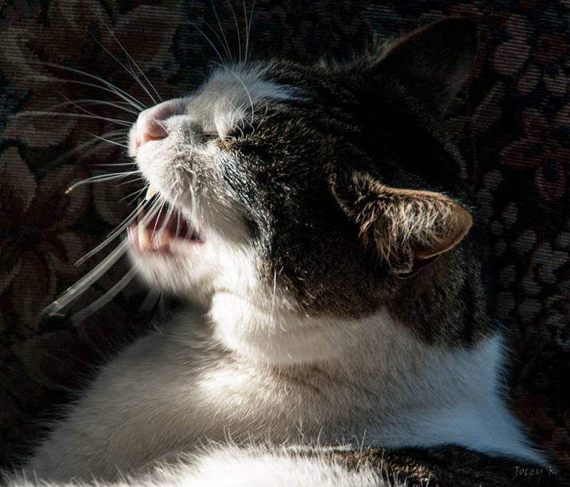 Кот чихает и у него текут сопли, он сопит носом – что делать, чем лечить в домашних условиях?