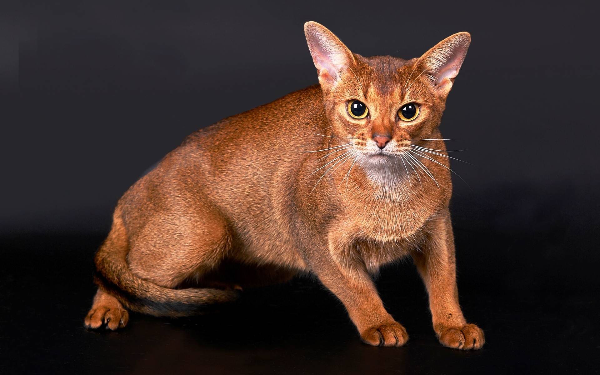 Абиссинская кошка: отзывы владельцев, характеристика породы и рекомендации по уходу