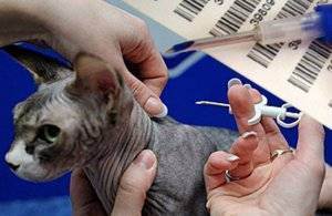 Чипирование кошек: что это, как делают процедуру, в каком возрасте ее проводят, преимущества и недостатки имплантации чипа животному
