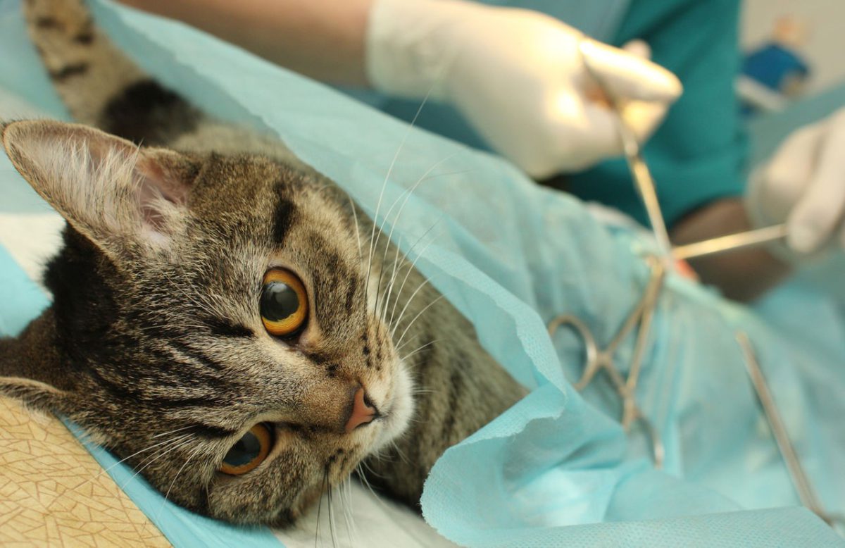 Кастрация кота: подготовка к операции, уход после, последствия