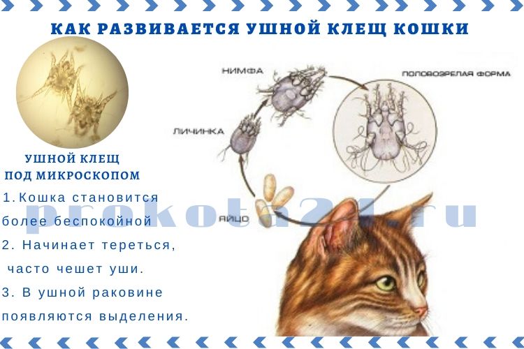 Ушная чесотка у кошек: фото, лечение, симптомы