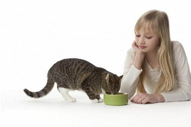 Кошки едят траву: причины, польза, вред, пищеварение