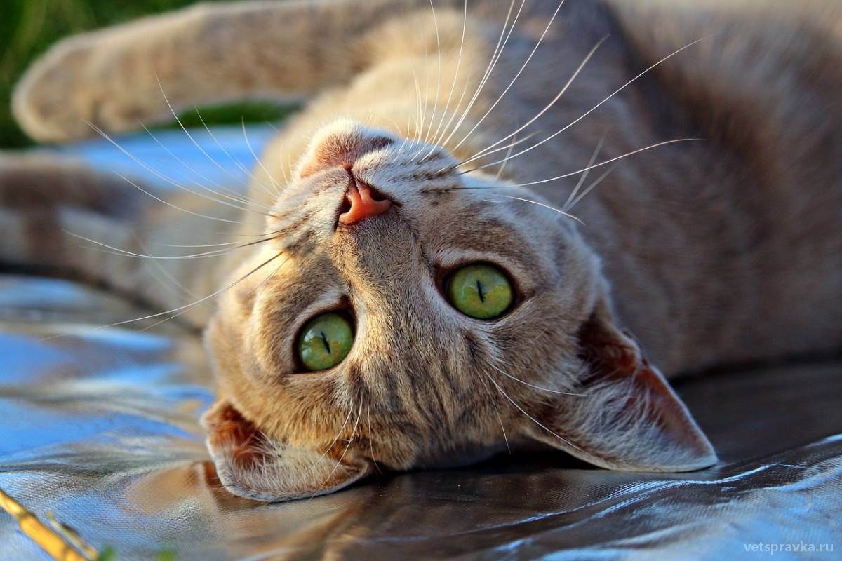 Вреден ли сухой корм для кошек: разберём вред и пользу по науке