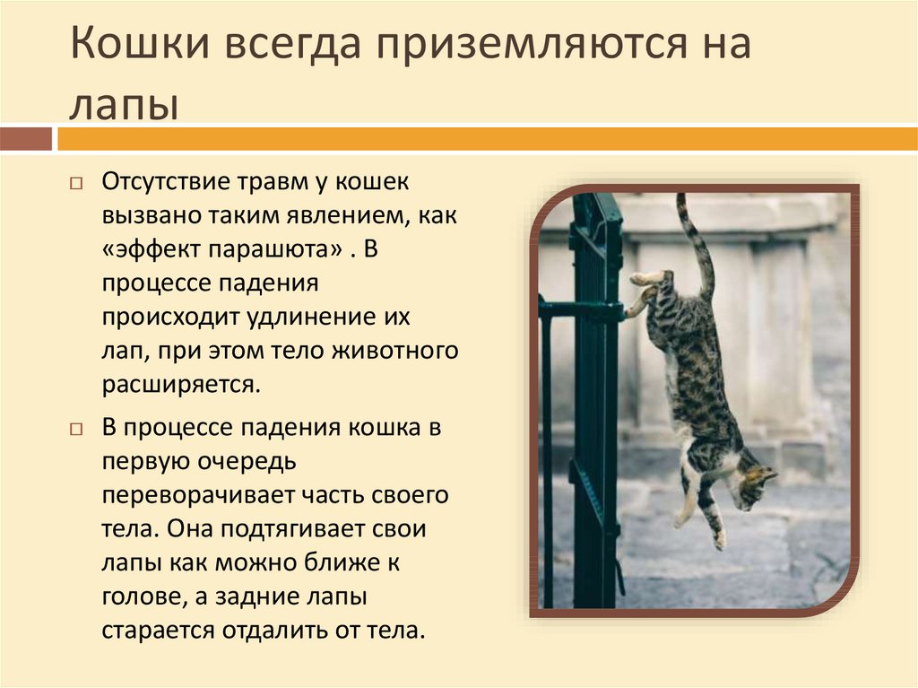 Кот упал с 5 этажа: что делать и как узнать повреждены ли внутренние органы, возможные последствия