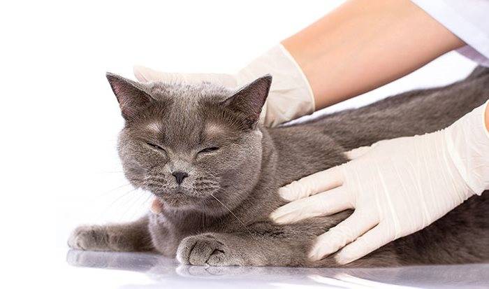 Микроспория у кошек: причины, симптомы, лечение
микроспория у кошек: причины, симптомы, лечение