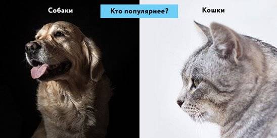 Сравниваем кошачий и собачий интеллект: кто умнее