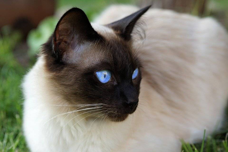 Сиамская кошка - описание породы и характера