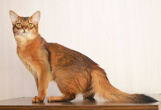 Сомалийская кошка: фото и описание породы, характер, особенности содержания и ухода, отзывы владельцев кота из сомали