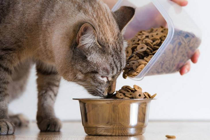 Как приучить котенка к сухому корму: смешанное питание для кошек