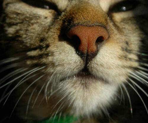 Сухой и тёплый нос у кота: здоров или болен