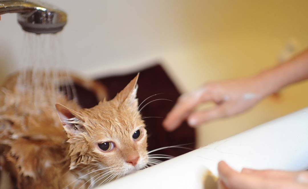 Когда кошка умывается и когда отказывается мыться: причина