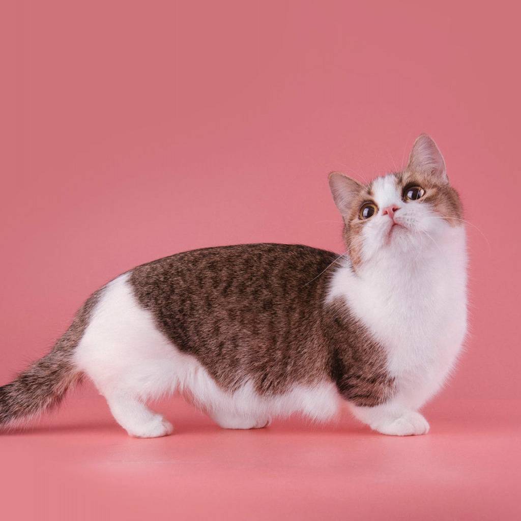 Манчкин: очаровательная кошка-такса