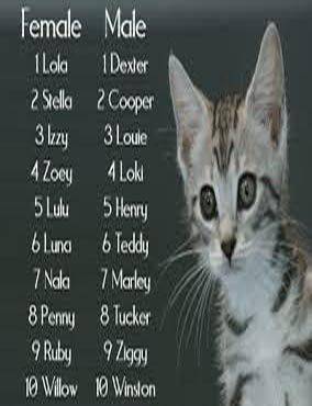 Имена котов мальчиков на букву. Клички для котов. Имена для кошек. Красивые имена для кошек. Красивые имена для котят.
