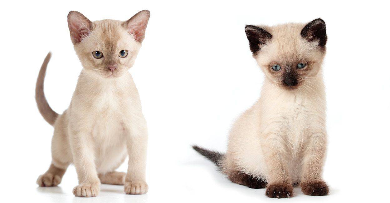 Сиамская кошка: характер, описание породы и фото
