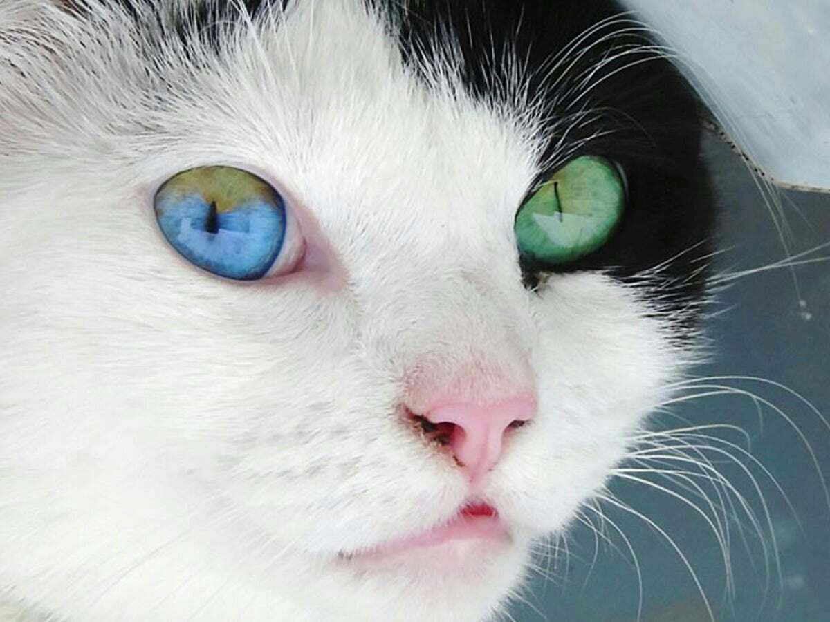 Явление разных глаз у кошек: названия популярных пород и причины гетерохромии