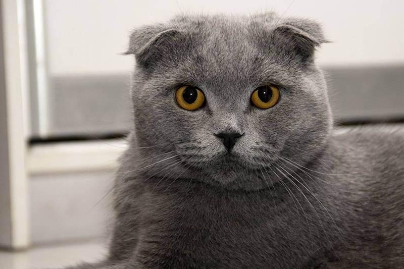 Шотландская вислоухая кошка (72 фото): описание характера котят породы скоттиш-фолд. сравнение шотландских вислоухих котов с британскими