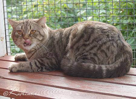 Британские мраморные коты (26 фото): описание породы, характер кошки-британца, особенности окраса под черный мрамор, в серебре и в золоте