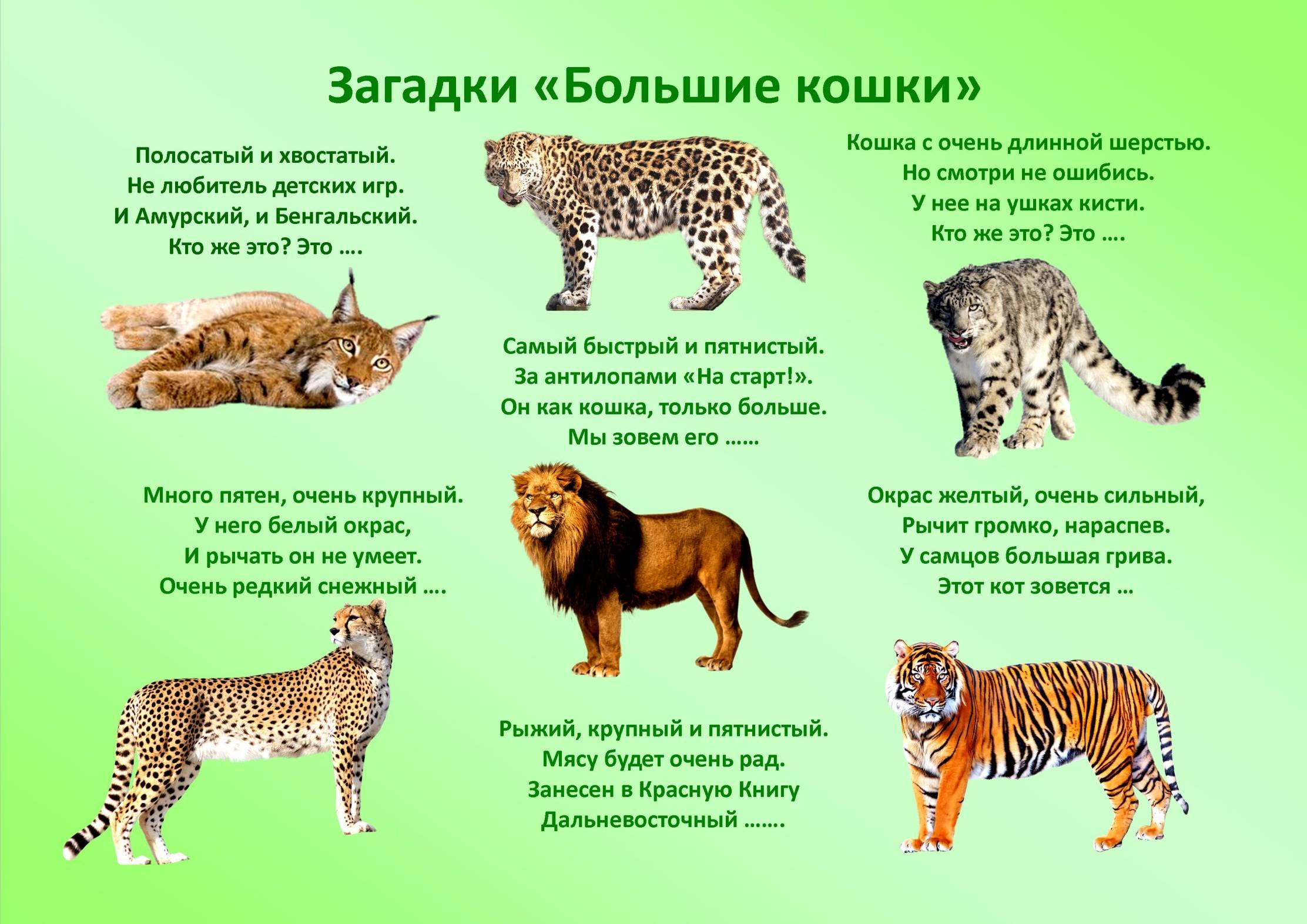 Дикие кошки: виды, отличия, черты, особенности, питание, фото, видео - мир кошек