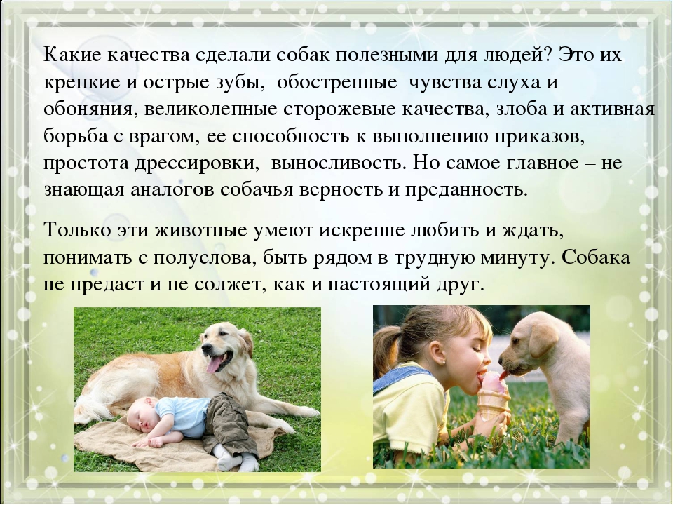 Как воспитать собаку: 15 правил, которые помогут вам стать вожаком: новости, животные, психология, собаки, советы, домашние животные