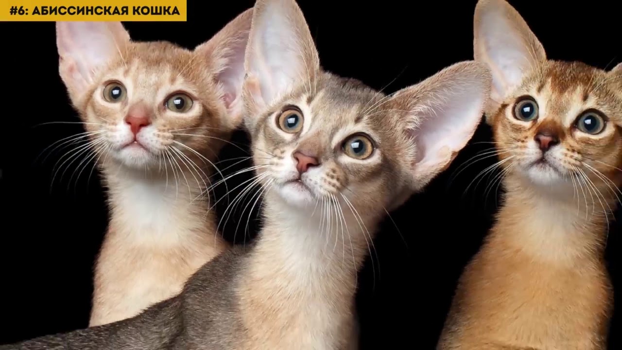 10 самых злых пород кошек в мире, которых не стоит держать у себя дома
