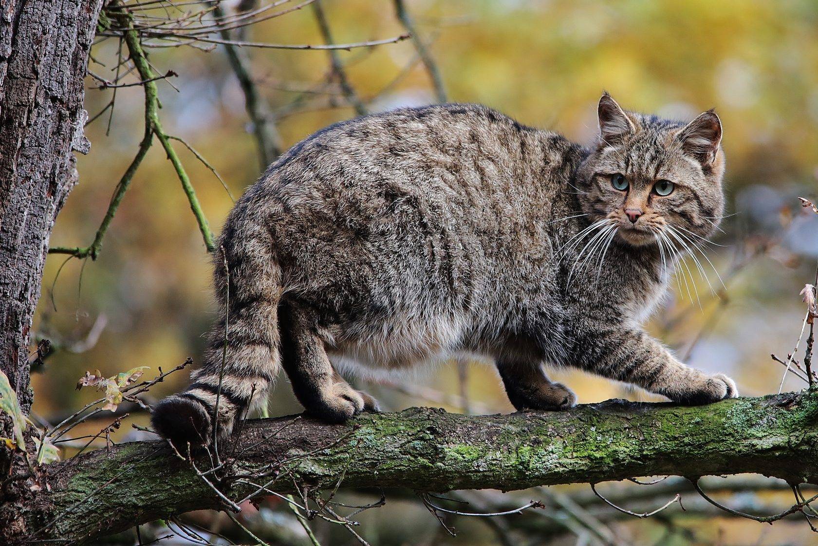 Дикий лесной кот: описание с фото, образ жизни и среда обитания животного