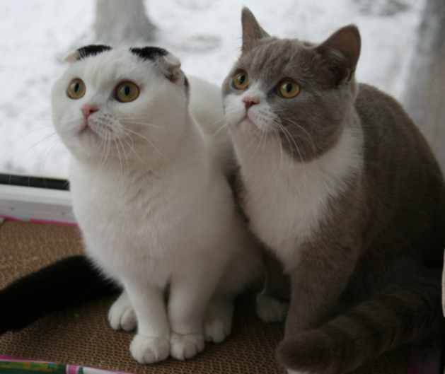 Короткошерстная шотландская кошка: описание породы и содержание