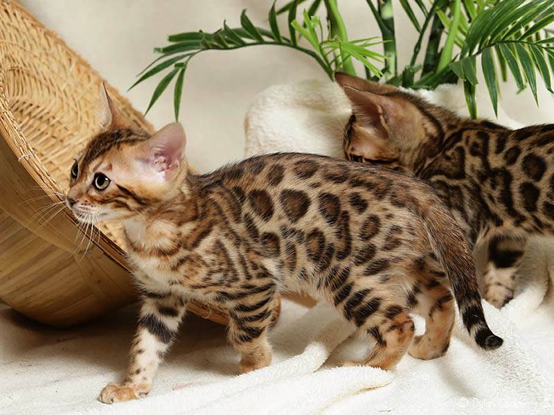 Характеристики бенгалькой породы кошек: физические и поведенческие данные