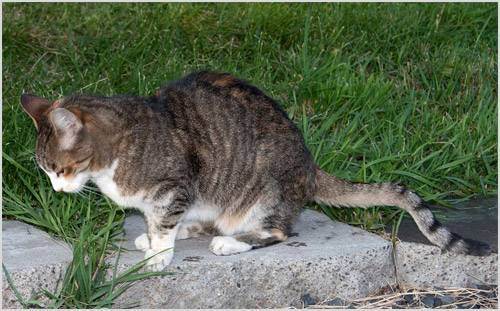Панлейкопения у кошек: симптомы и лечение болезни