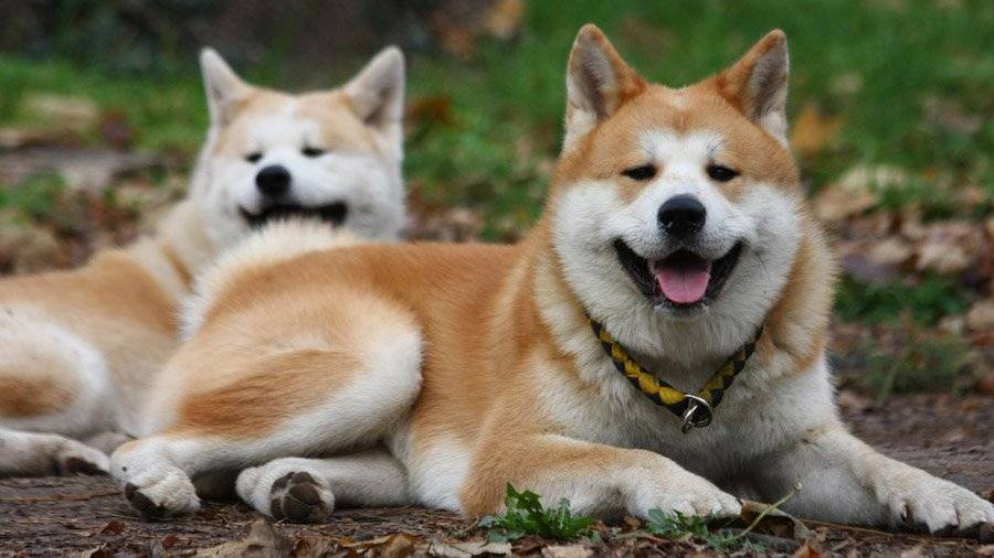 Японские породы собак с фотографиями