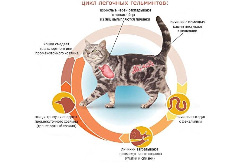 Свищ у кошки: диагностика и методы лечения