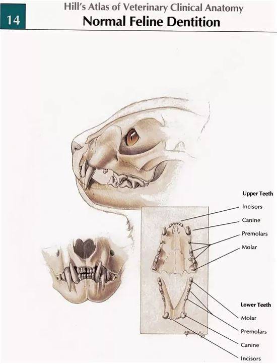 Зубная схема кошки