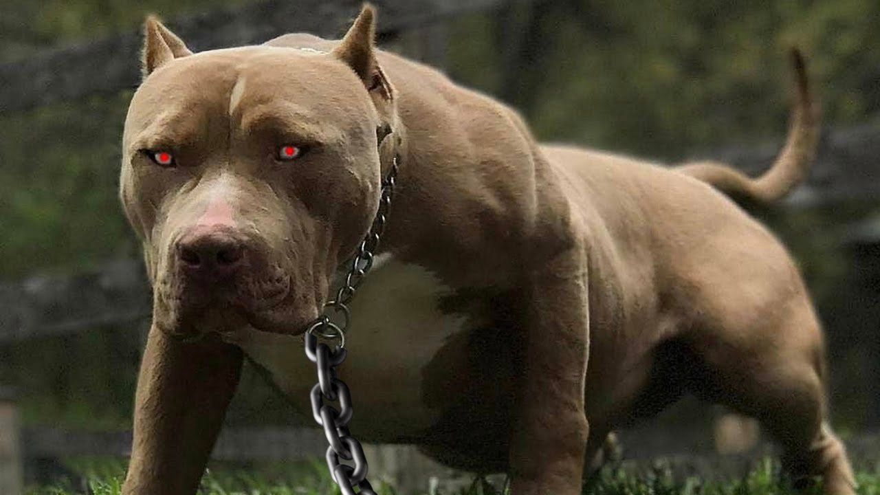 Самые злые собаки в мире (топ-10 агрессивных пород)