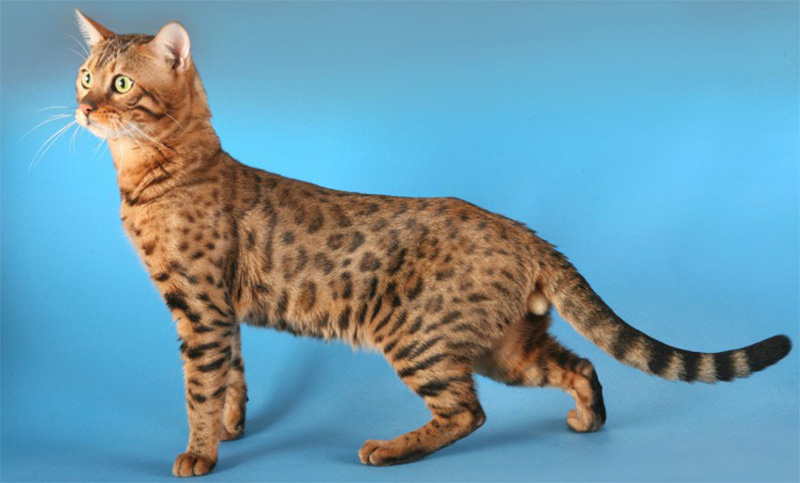 Калифорнийская сияющая кошка: описание породы, характер, фото
