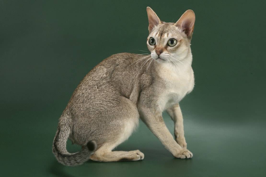 Сингапурская кошка: история происхождения, описание породы