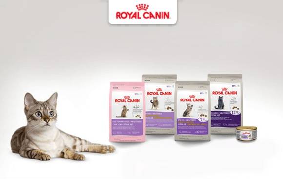 Сухой корм для кошек роял канин: лучшее качество в ценовой категории