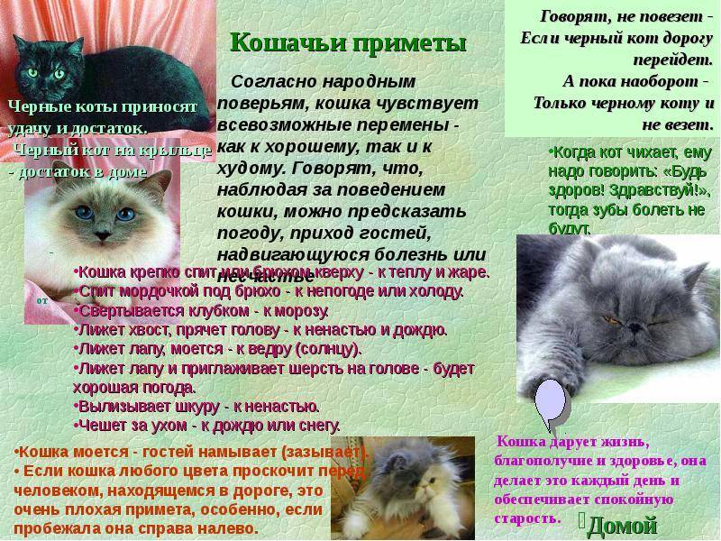 Приметы кошка на животе. Приметы про котов. Кошачьи приметы. Приметы о котах. Народные приметы про кошек.