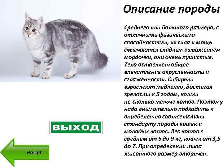 Уход и содержание длинношерстных пород котов