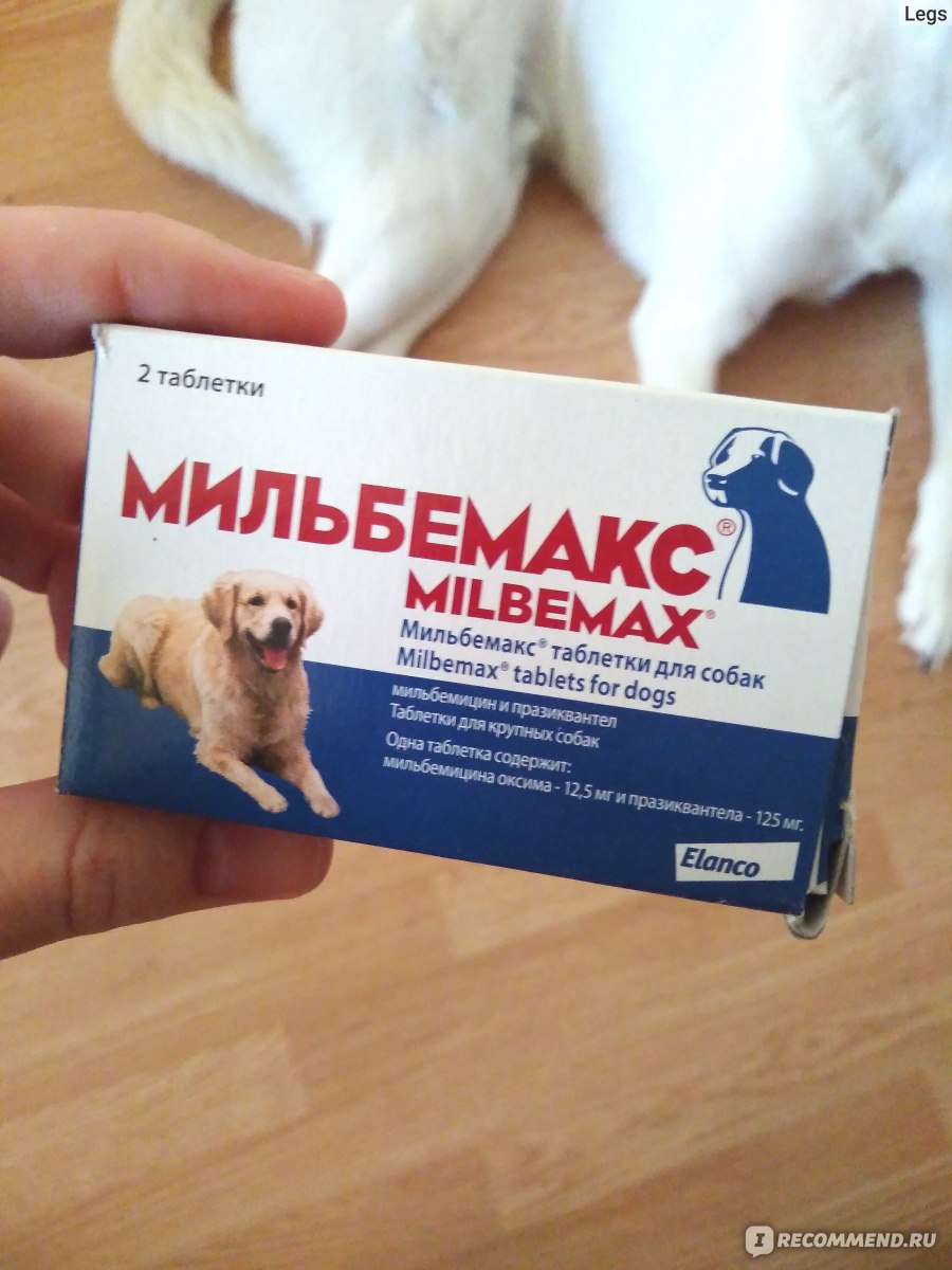Через какое время после глистогонки можно делать прививку собаке от бешенства