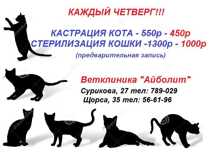 Кастрация котов: как это происходит, современные методы, техника операции - animallist.ru