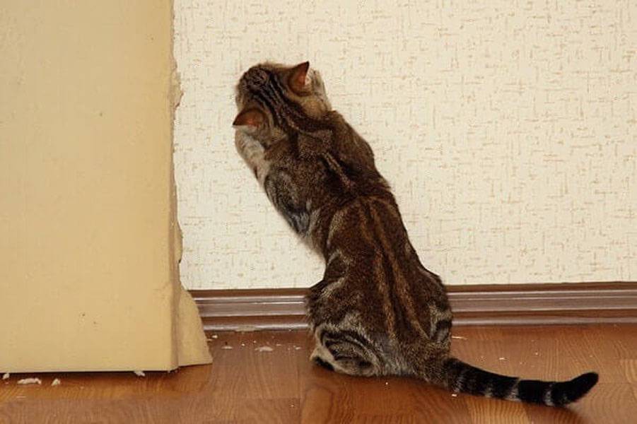 Почему кошка смотрит в пустоту. почему кошка смотрит в стену? почему кошка смотрит в пустоту и шипит