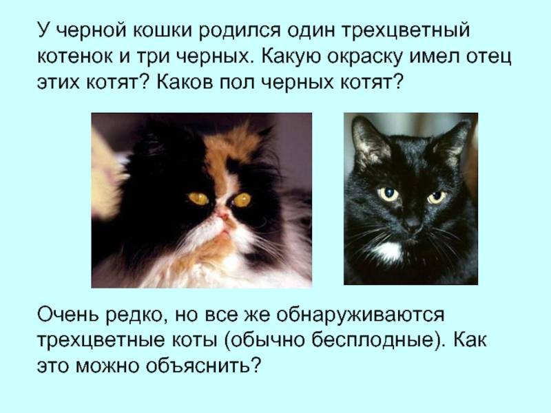 К чему появляется котенок дома: приметы и поверья о кошках, котах и котятах