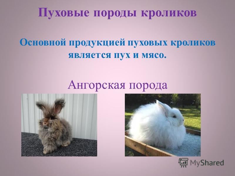 Ангорский кролик (карликовый декоративный): фото, интересные факты