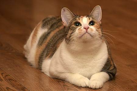 Почему у кошек случается ожирение? основные причины избыточного веса