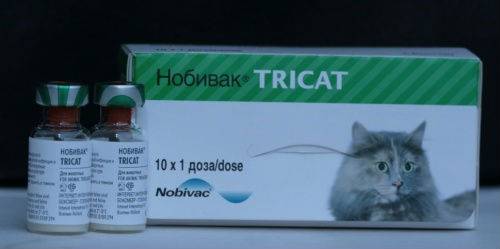 Прививки котятам от токсоплазмоза в ростове