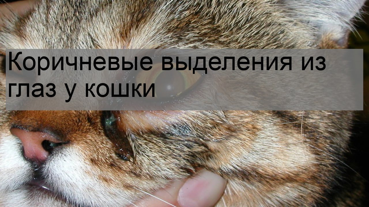 Кровяные, гнойные или белые выделения у кошек во время течки