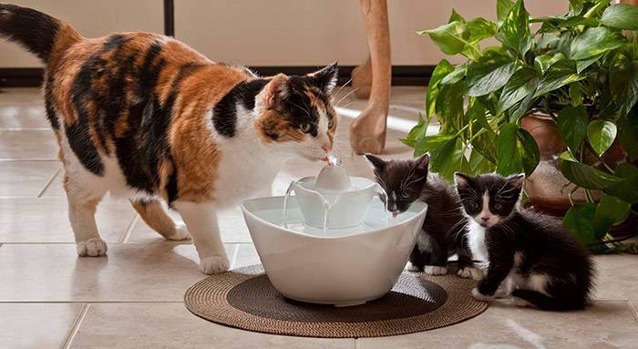 Куриный бульон кошкам: можно ли давать, польза и вред | кот и кошка