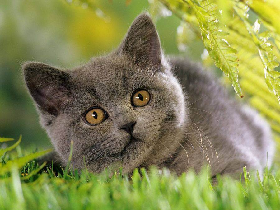30 популярных примет и суеверий о кошках и котах