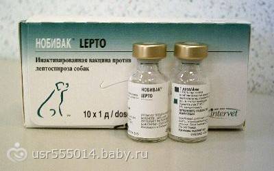 Прививка против лептоспироза для: лошадей, свиней, собак, коров, кошек